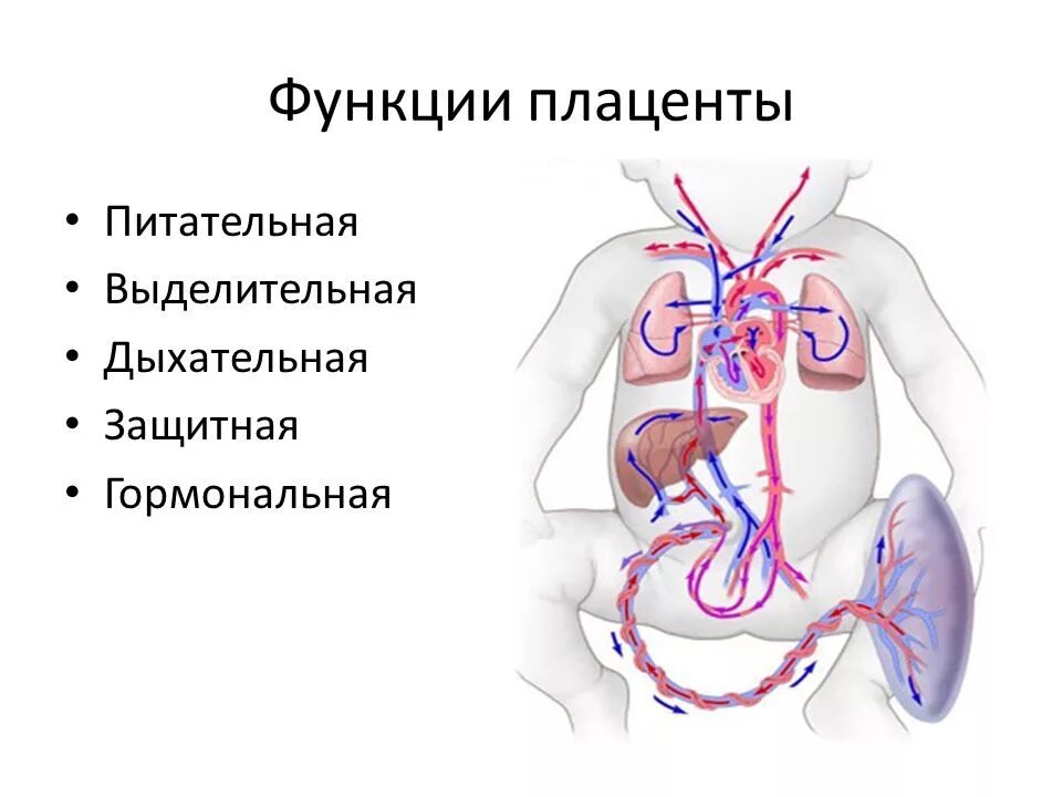 Плацента выполняет функции. Функции плаценты. питательная функция плаценты. дыхательная функция плаценты.