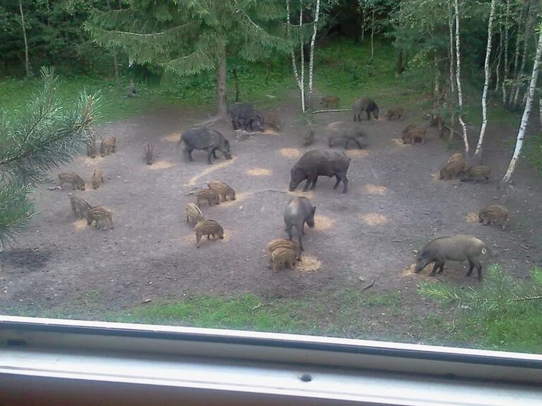 Калужское охотхозяйство. Охотхозяйство родина малоярославецкий район. Калужское охотхозяйство. Калужское охотхозяйство. Дмитровское общество охотников и рыболовов егеря.