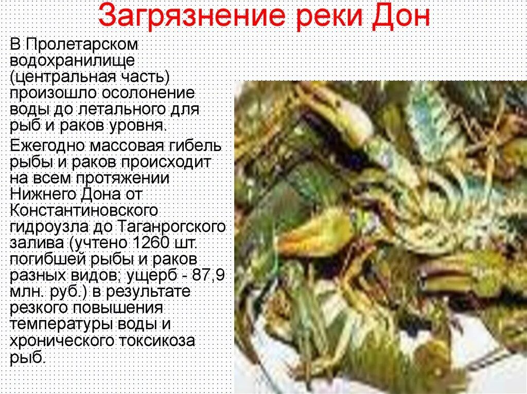 Проблемы дона. Загрязнение реки дон. экологические проблемы дона. экологические проблемы реки дон. проблемы экологии реки дон.