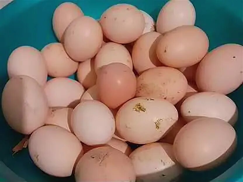 Продам куриные яйца домашние объявление. Инкубационное яйцо росс 308. Инкубационное яйцо амераукана лаванда. Столовое яйцо. Авито куры инкубационное яйцо.