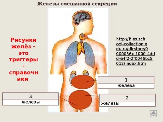 Железы смешанной. Рисунок желез смешанной секреции. Все железы смешанной секреции. Мужские железы смешанной секреции.