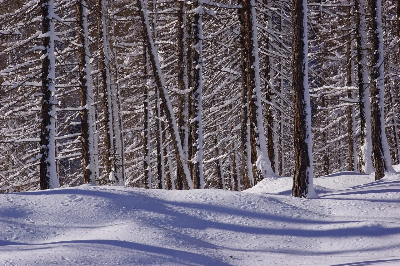 Фото лес холодно. Заснеженный лес для фотошопа подача. Winter Tree texture. Защита леса зимой картинки. Почему зимой металл на ощупь холоднее дерева