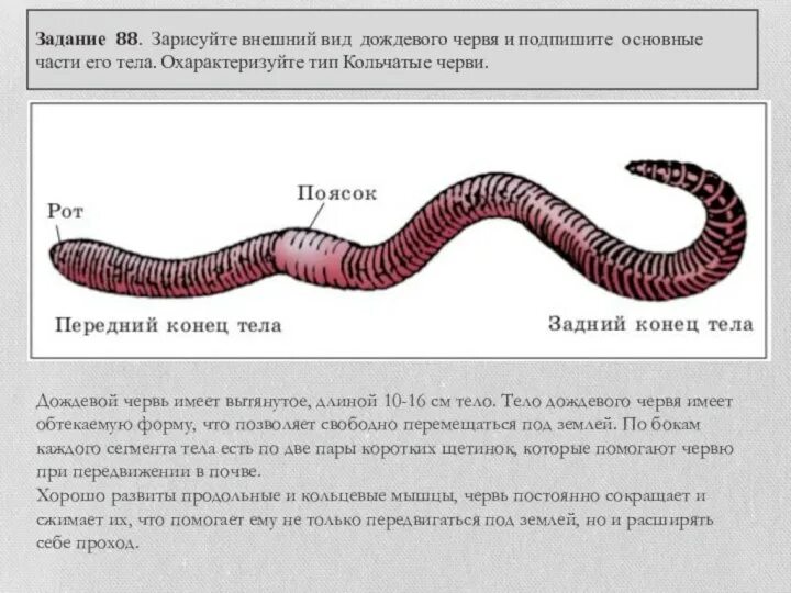 Дождевой червь какая биологическая наука. Дождевые черви внешнее строение. Внешнее строение дождевого червя. Дождевой червь строение тела. Тип дождевые черви строение.