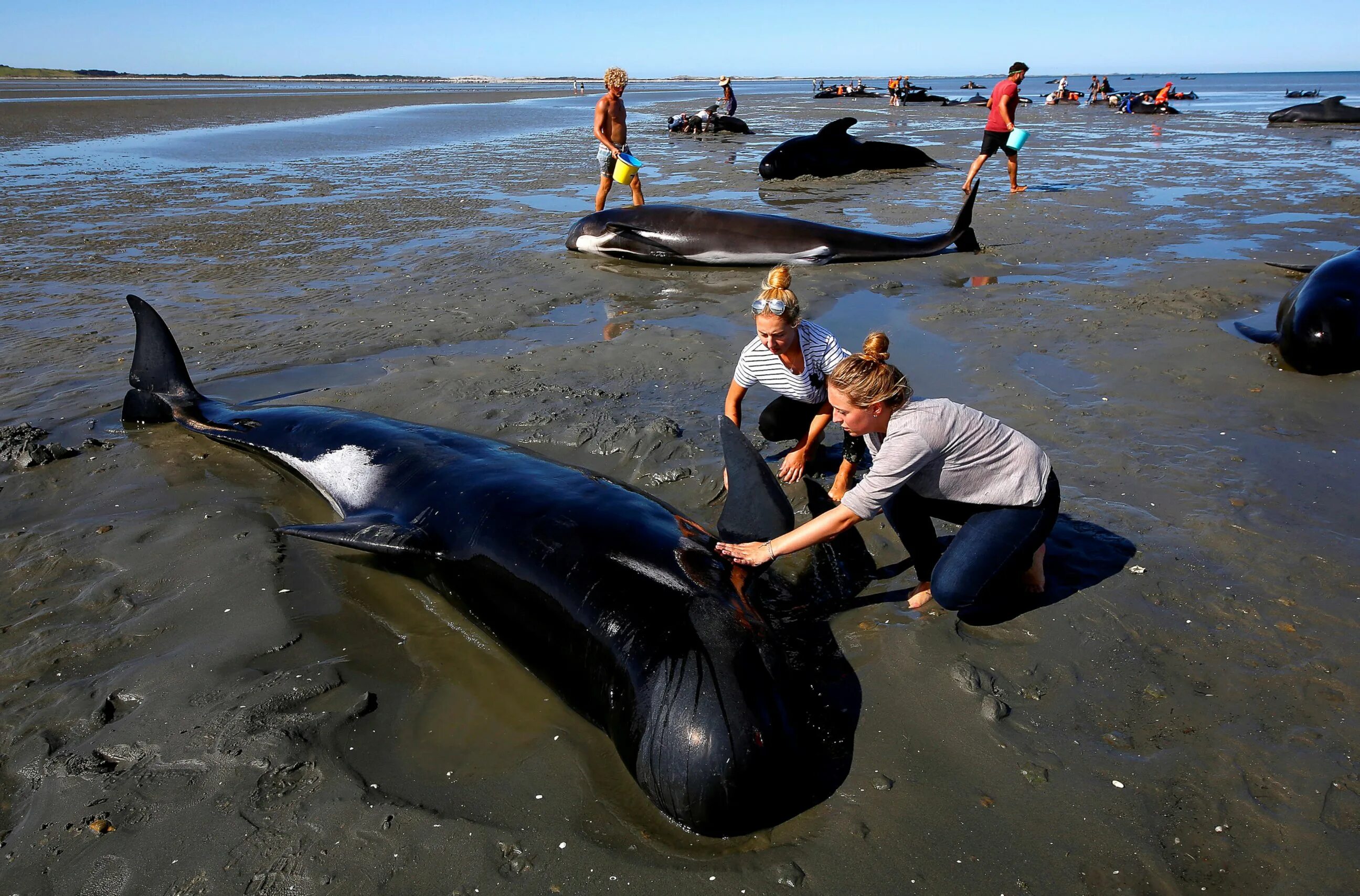 Почему киты выбрасываются на берегу. Касатка выбросилась на берег.