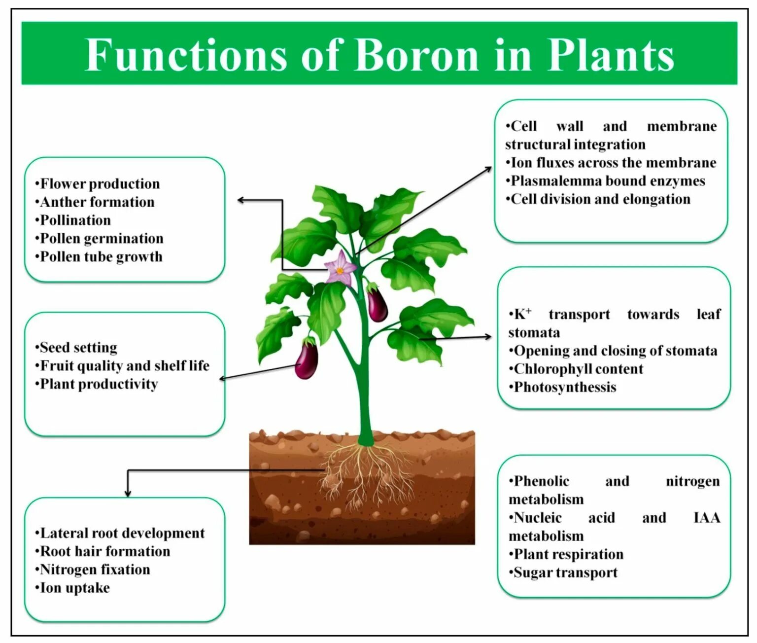 Plant and the functions. Plants Parts function. Ion transport in Plants. Boron deficiency Symptoms in Plants. Contain plants