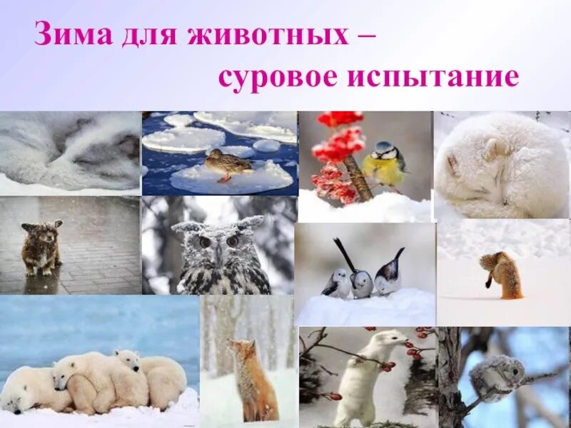 Как спасти животных зимой. Животные зимой как помочь. зима для животных суровое испытание. как помочь животным зимой. покормите животных зимой.