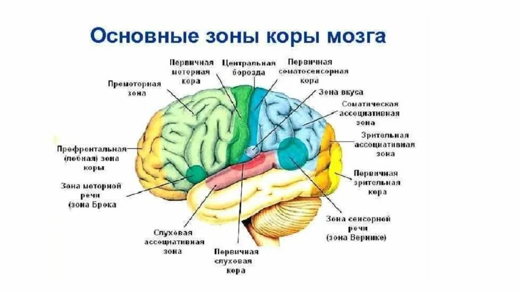 Зоны анализаторов в коре головного мозга. Функциональные зоны коры головного мозга. Топография зон коры головного мозга.