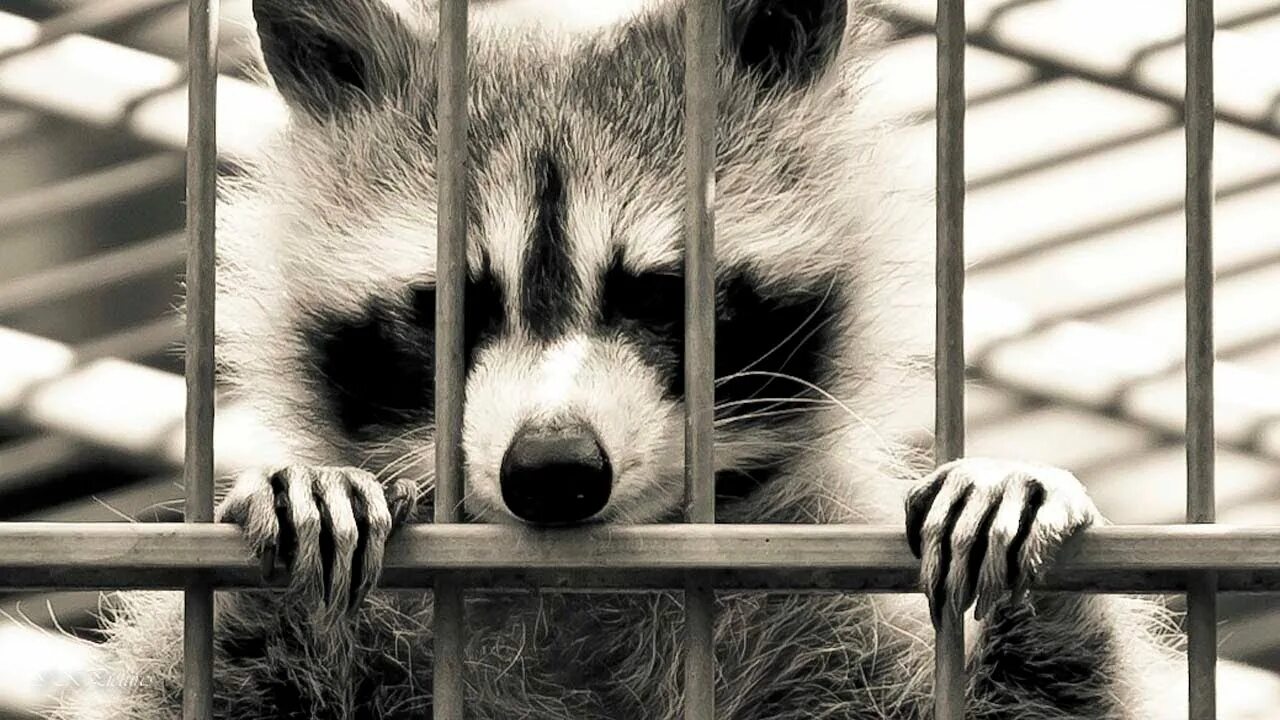 Судили животных