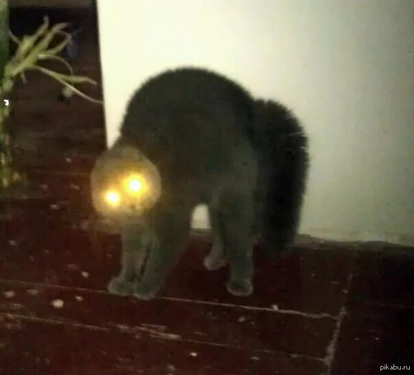 Смазанные коты. Смазанный черный кот. смешной кот смазанный. размазанные коты. смешные размытые коты.