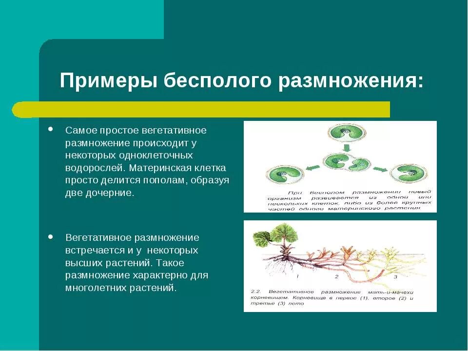 Бесполое размножение растений примеры. Примеры бесполого размножения у растений вегетативное. Примеры способы размножения способы бесполого растения. Формы размножения бесполое размножение.