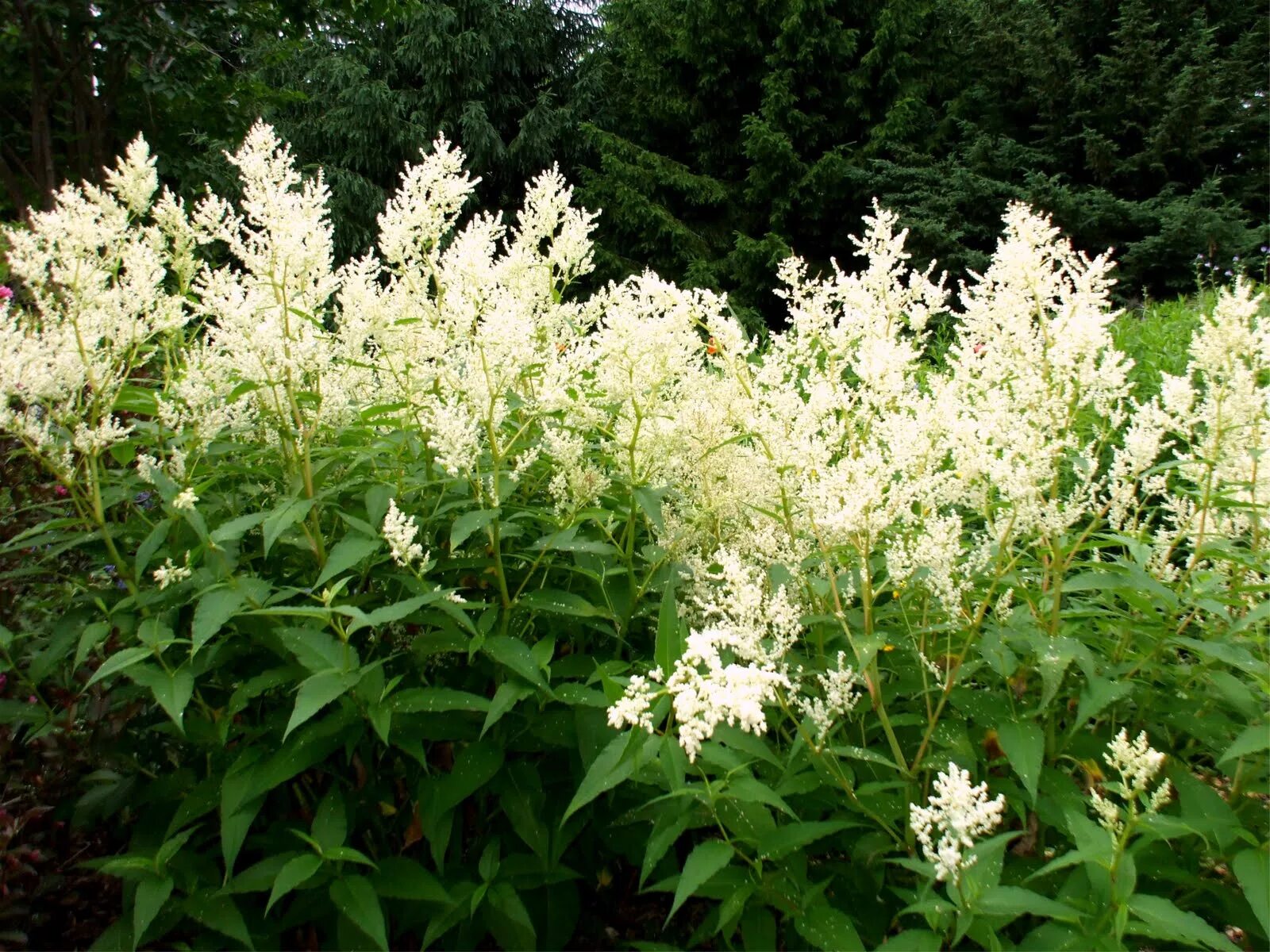 Горец изменчивый фото. Горец Персикария изменчивый. Горец метельчатый куст. Горец изменчивый полиморфный. Персикария polymorpha.