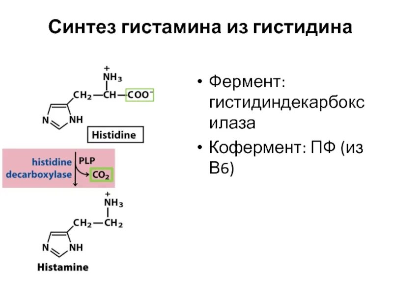 Синтез 6 букв. Метаболизм гистидина. Гистамин из гистидина. Превращение гистидина в гистамин. Приведите Синтез гистамина из гистидина.