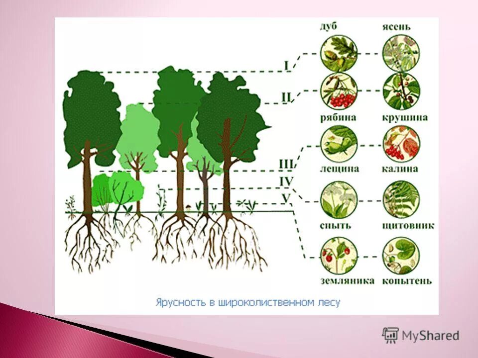 Структура растительного сообщества 7 тест. Ярусность лесного фитоценоза. Ярусность лиственного леса схема. Ярусность смешанного леса схема. Ярусная структура лиственного леса.