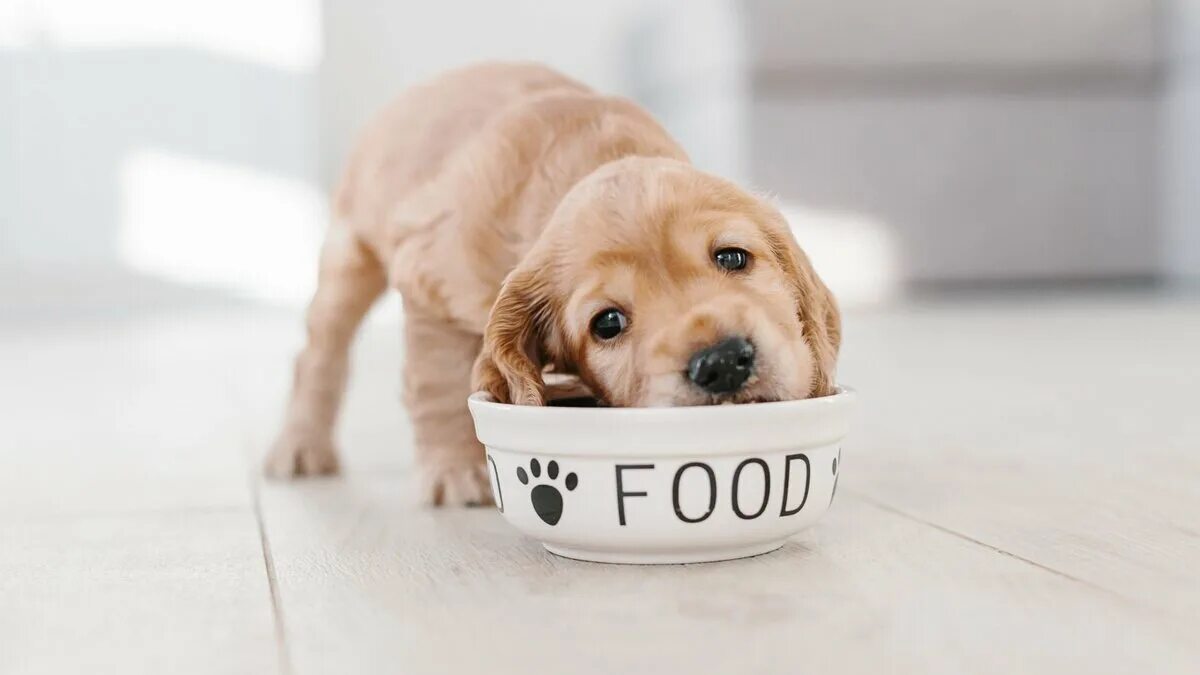 Домашние питомцы. Собачка ротвейлер. Стал щенком. Собака ест траву. Собака.