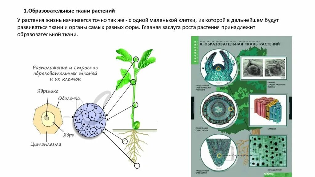 Какая часть у образовательной ткани. Ткани растений. Образовательная ткань растений. Клетки образовательной ткани. Образовательная растительная ткань.