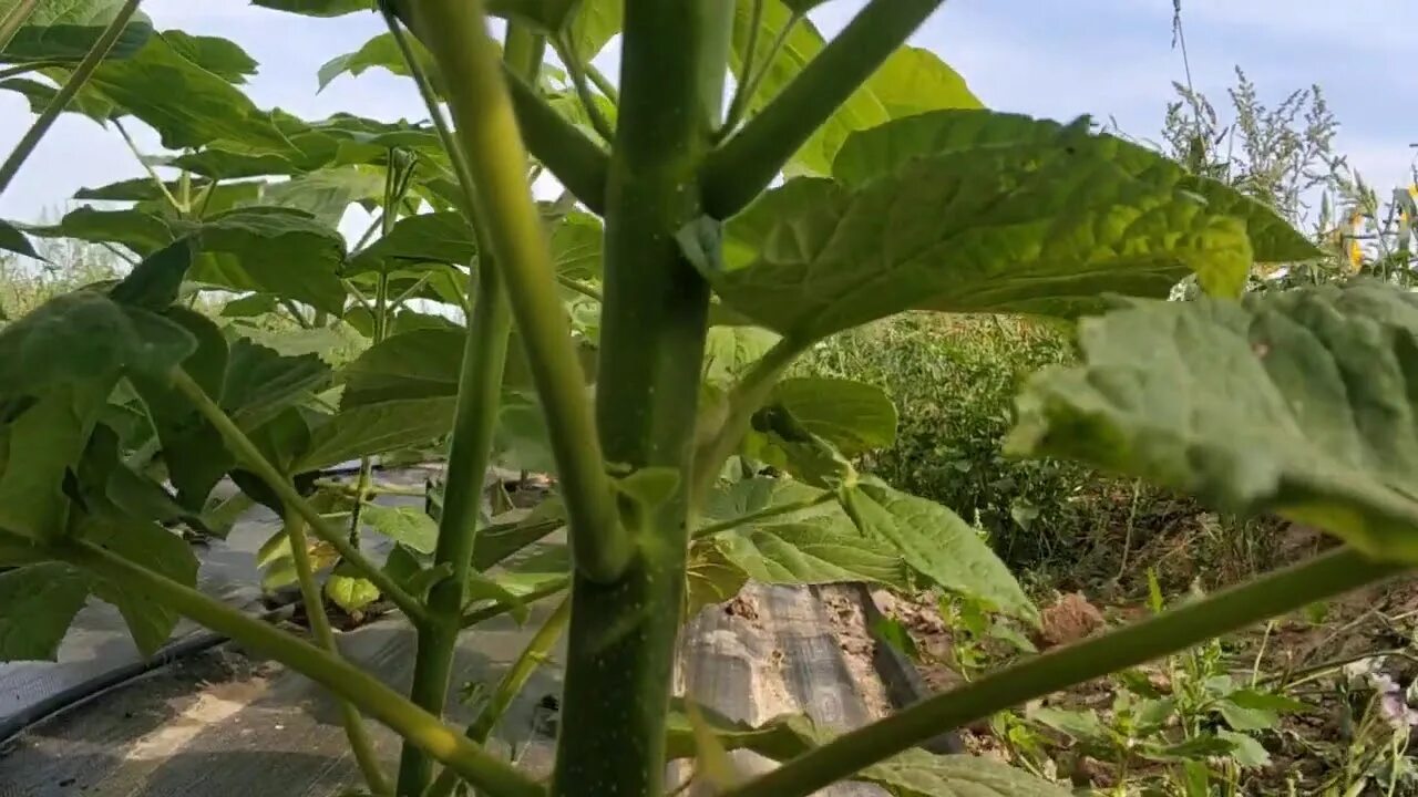 Павловния форчуна. Павлония войлочная дерево. Павловния пао тонг z07. Павловния шантонг. Павловния z07 pao tong (super hybrid).