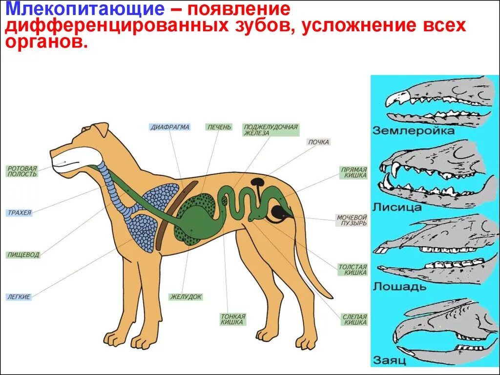 Особенности строения зверей