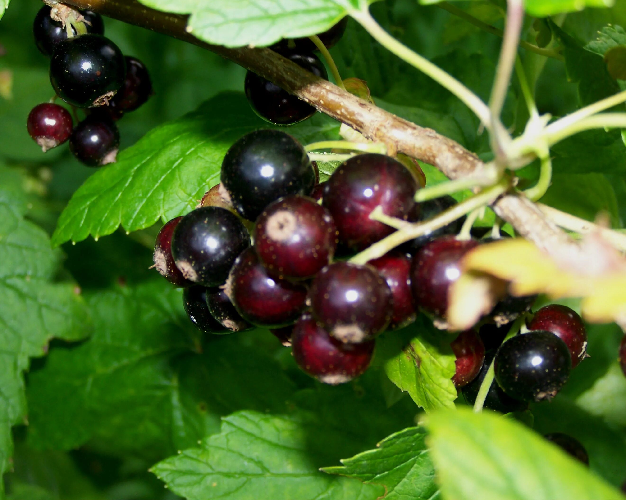 Черная смородина синегорье. Черная смородина синегорье. Черная смородина синегорье. Любимую черную смородину. Черная смородина сорт титания.