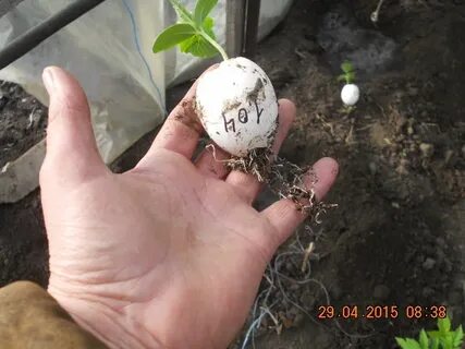 Яйцо в земле в огороде