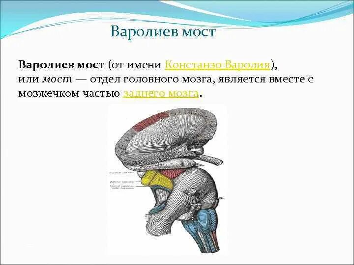 Варолиев мост строение. Варолиев мост – Pons. Варолиев мост рефлексы. Строение варолиевого моста.