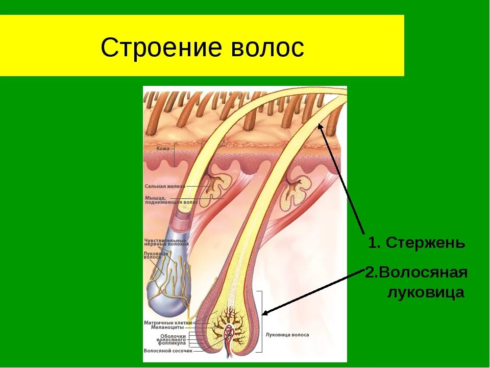 Строение и функции волосяной луковицы. Волосяной фолликул и луковица. Строение волосяного фолликула. Строение волоса и волосяной луковицы.