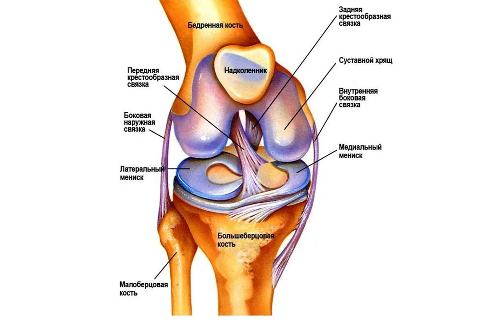 Связки тела. Медиальный мениск коленного сустава анатомия. Схема сухожилий коленного сустава. Строение коленного сустава мыщелки. Наружный мыщелок большеберцовой.