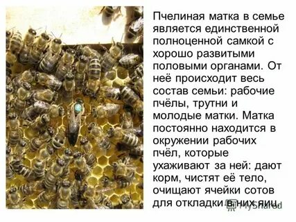 Трутень мотыльки