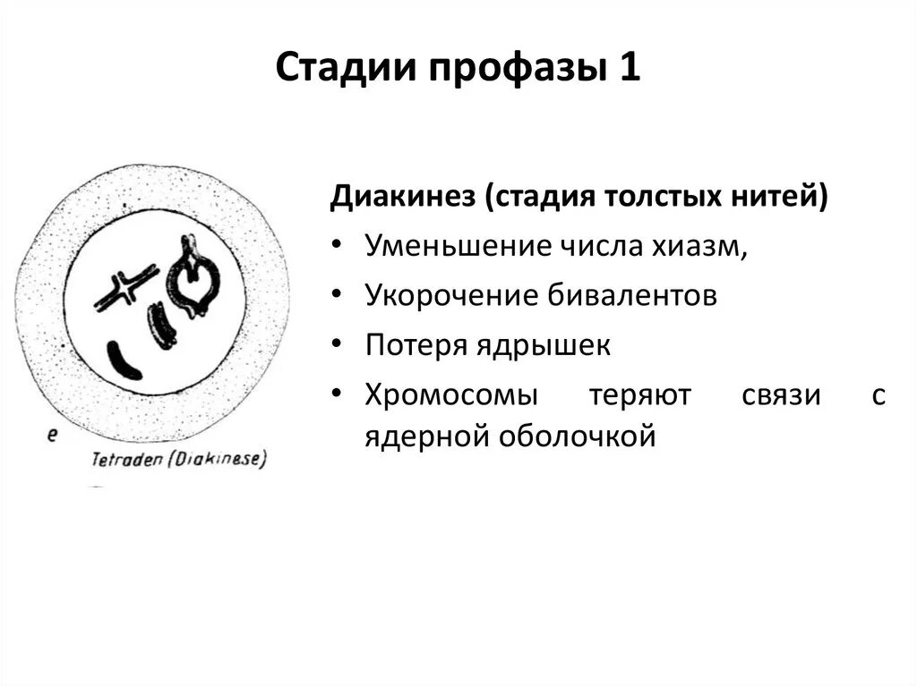 Диакинез профаза 1. Фазы профазы 1. Стадии профазы 1. Стадии профазы 1 мейоза.