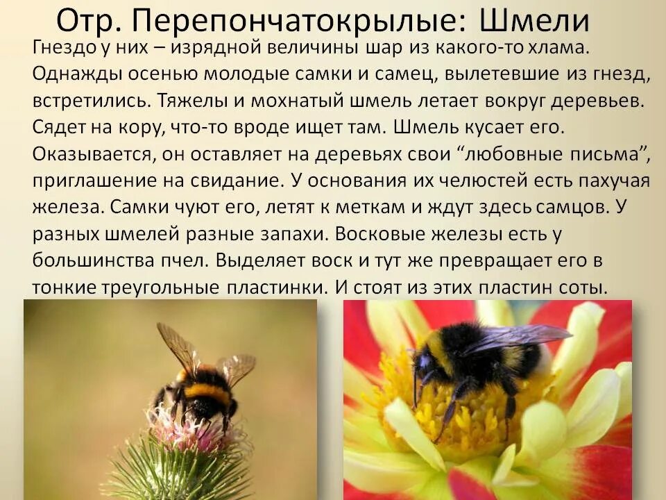 Интересные сведения о шмелях. Шмель описание. Доклад о Шмеле. Факты о осах пчелах и шмелях.