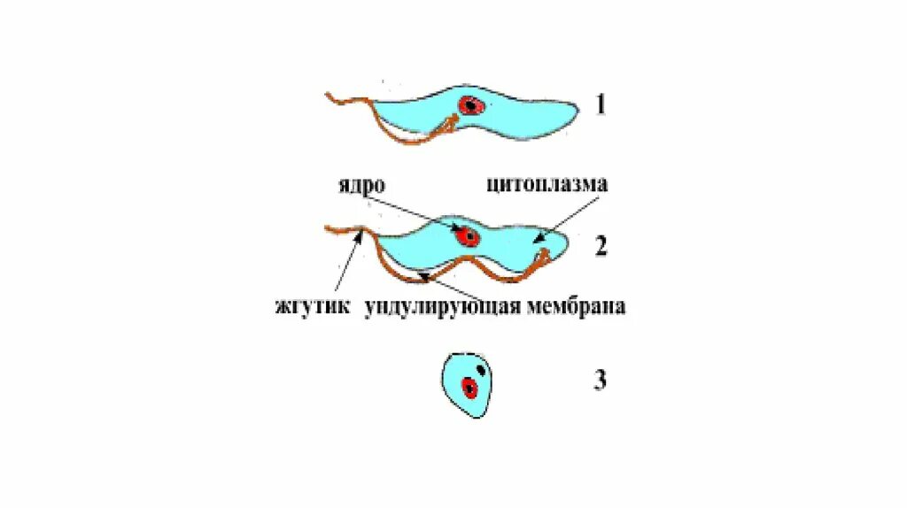 Строение клетки эвглены зеленой. Строение жгутиковые эвглена зеленая. Строение одноклеточных бактерий. Эвглена зеленая строение. Ундулирующая мембрана жгутиковых.