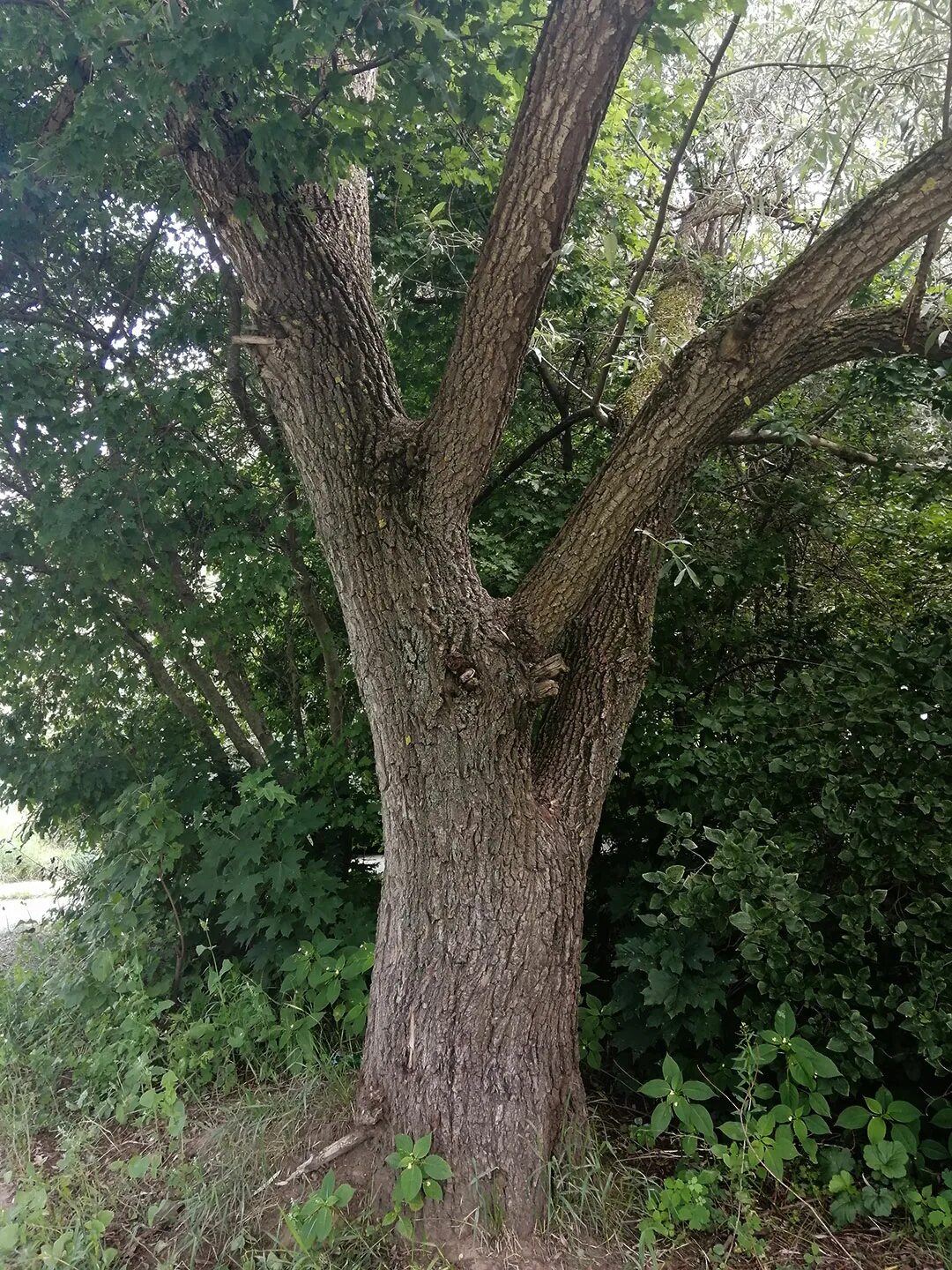 Ветла дерево фото с описанием Willow Tree Growing: Learn How To Grow A Willow Tree Willow trees garden, Weepin