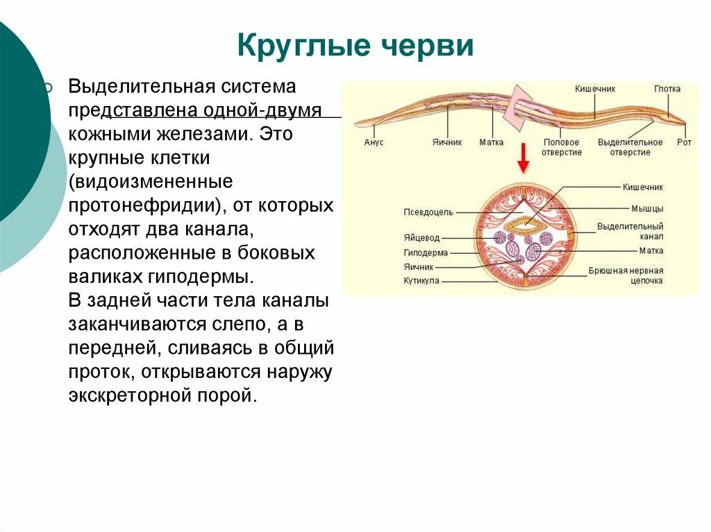 Выделительная система круглых червей рисунок. Органы выделения система круглых червей. Тип строения выделительной системы круглых червей. Выделительная система круглых червей представлена.