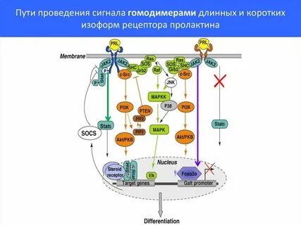 Путь проведения