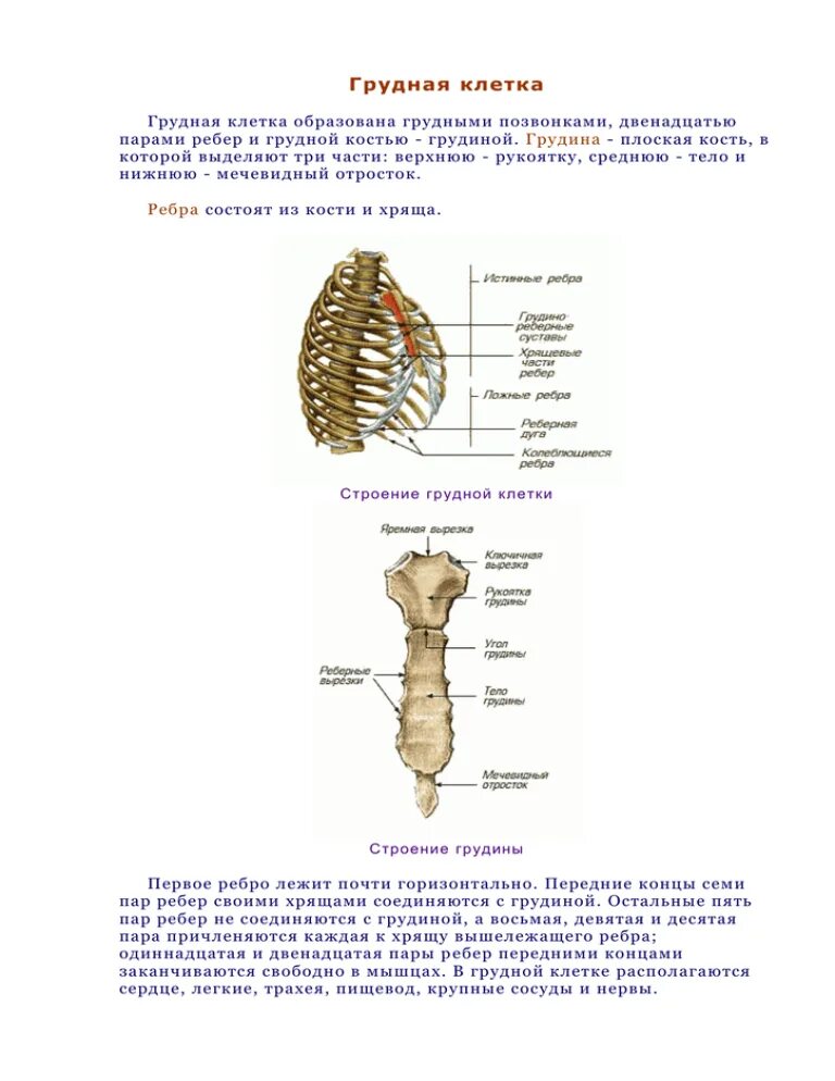 Грудное отверстие. Строение мечевидного отростка грудины. Строение грудной клетки мечевидный отросток. Растет мечевидный отросток на грудной клетке. Грудная клетка человека строение мечевидный отросток.