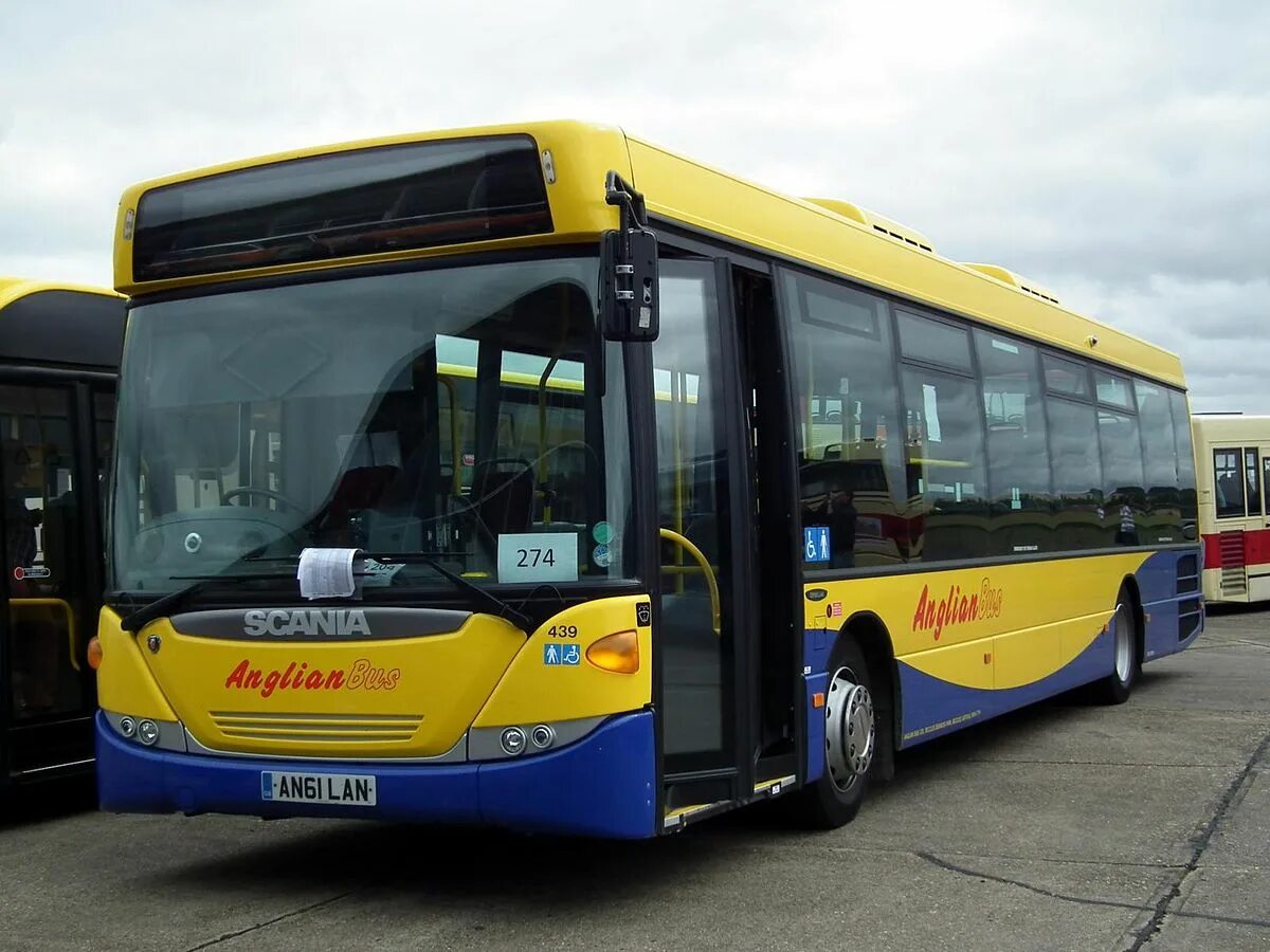 Buses it or they