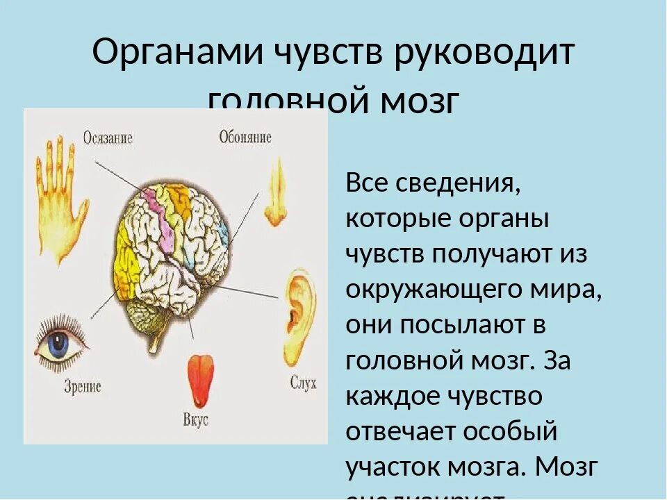 Сколько органов чувств у человека. Доклад органы чувств 4 класс окружающий мир. Как работают органы чувств человека 3 класс. Строение органов чувств 3 класс. Органы чувси.