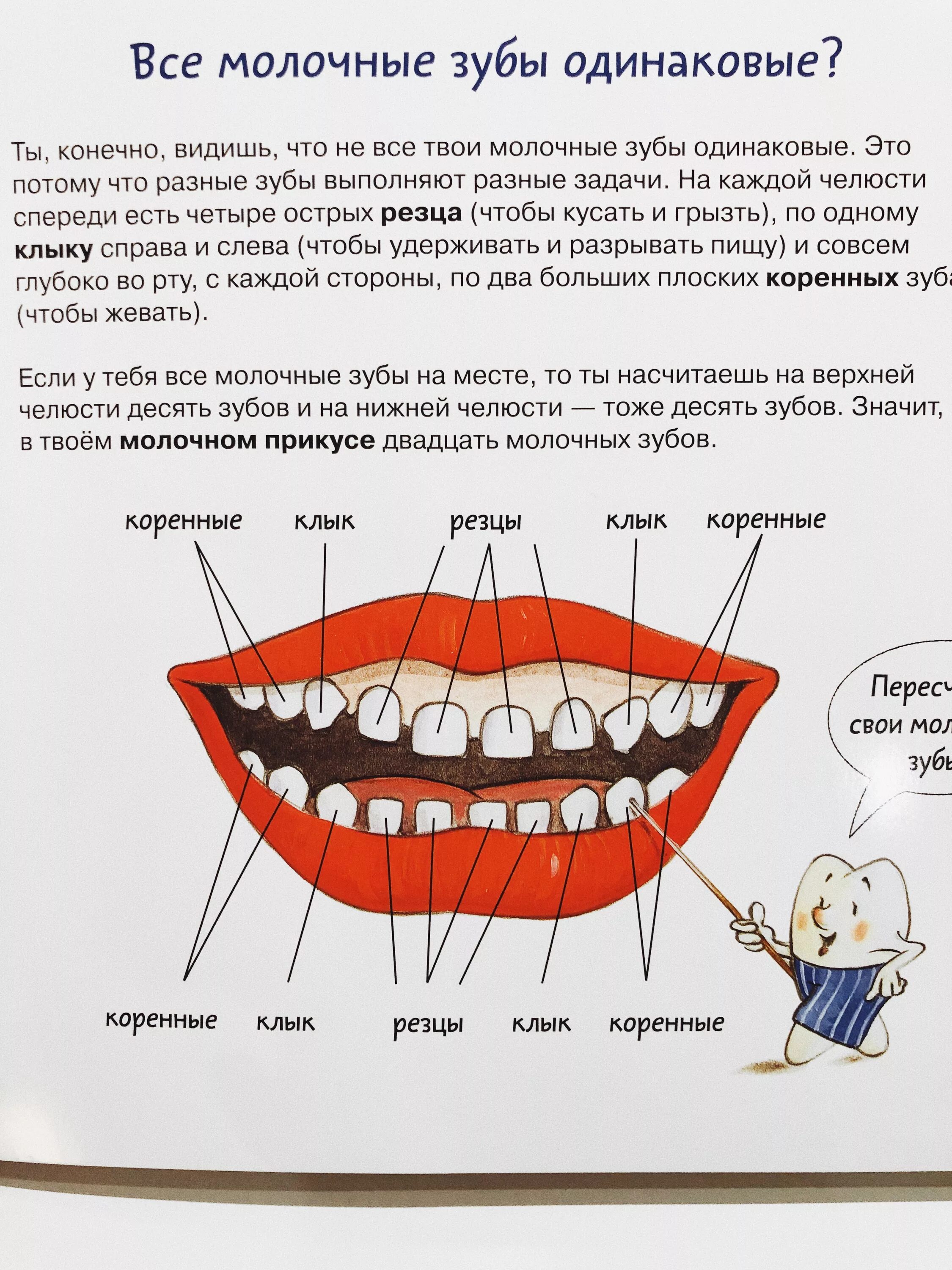 Как отличить молочный зуб. Все зубы. Книги про зубы для детей. Как понять какой зуб молочный.