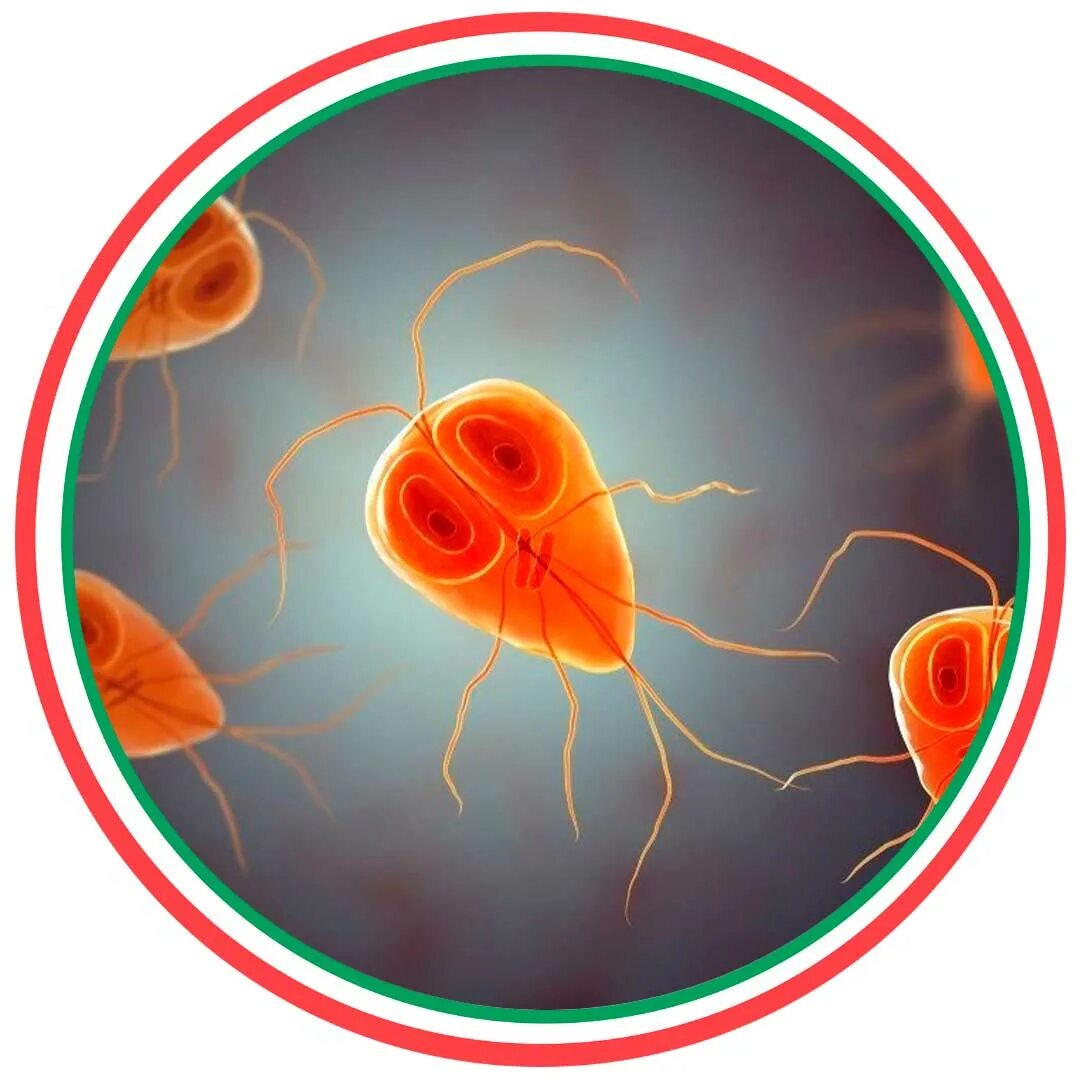 Лямблии 3. Одноклеточные паразиты лямблия. Лямблии 3. Лямблии intestinalis. Лямблии 3.