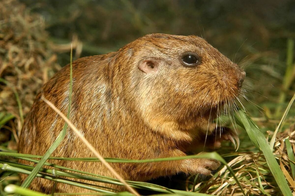 Все грызуны. Все грызуны. Луговая мышь полевка. Полевка хомяк. Мышь малютка полевка.