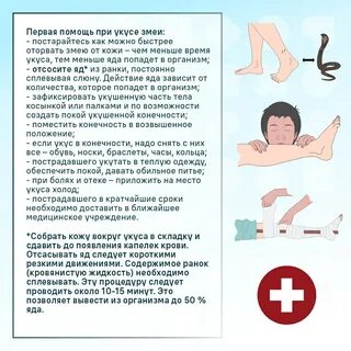 При укусе змеи пострадавшему