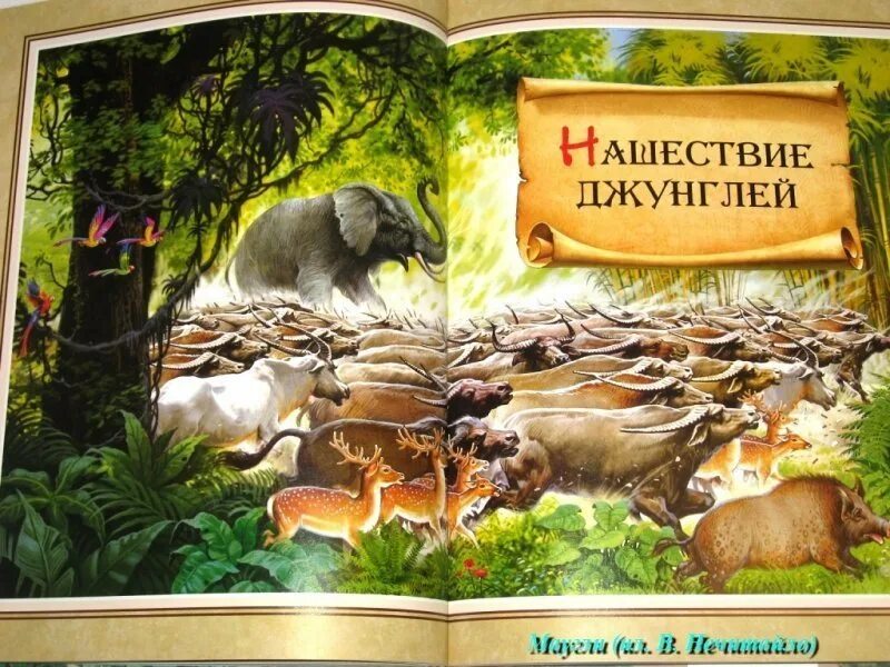 Редьярд киплинг "маугли". Маугли нашествие джунглей. Маугли нашествие джунглей. Маугли нашествие джунглей. Нашествие джунглей.