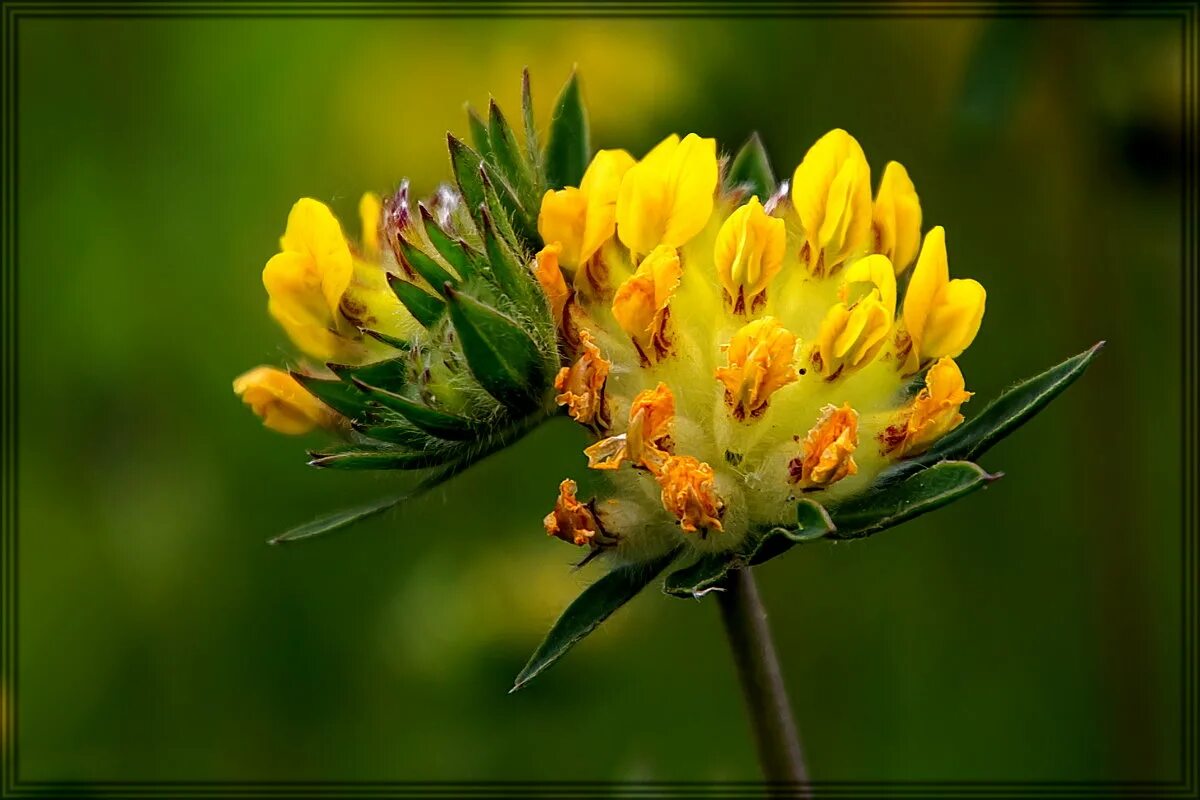 язвенник ранозаживляющий. язвенник песчаный. язвенник ранозаживляющий. язвенник многолистный. Anthyllis vulneraria.