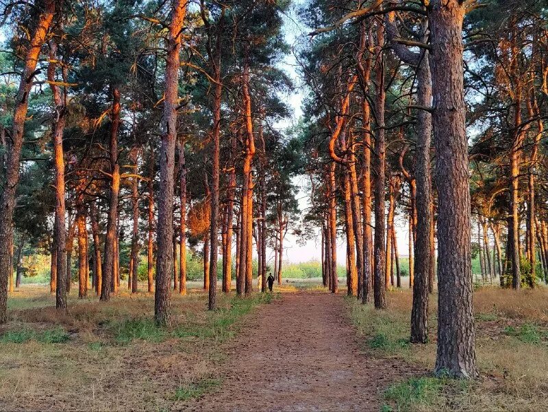 погода сосновый бор ленинградская на 3 дня