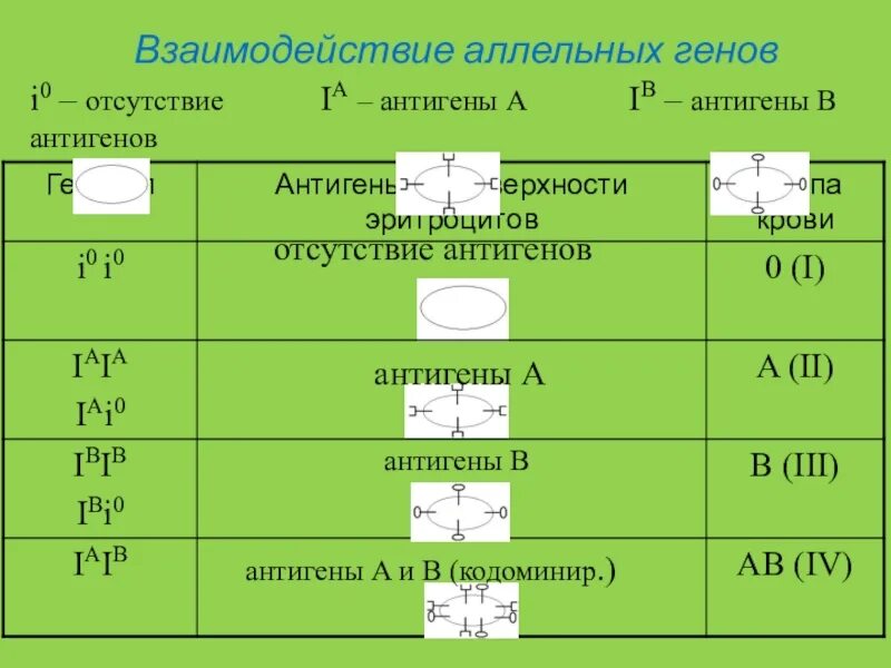 Сколько аллельных генов. Взаимодействие аллельных генов. Аллельные гены это в биологии. Презентация взаимодействие генов 9 класс.