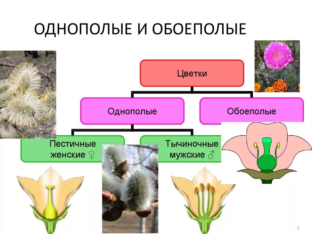 Однополые и обоеполые цветки. Типы цветков обоеполые и раздельнополые. Обоеполые и раздельнополые цветки однодомные и двудомные растения. Растения с обоеполыми цветками