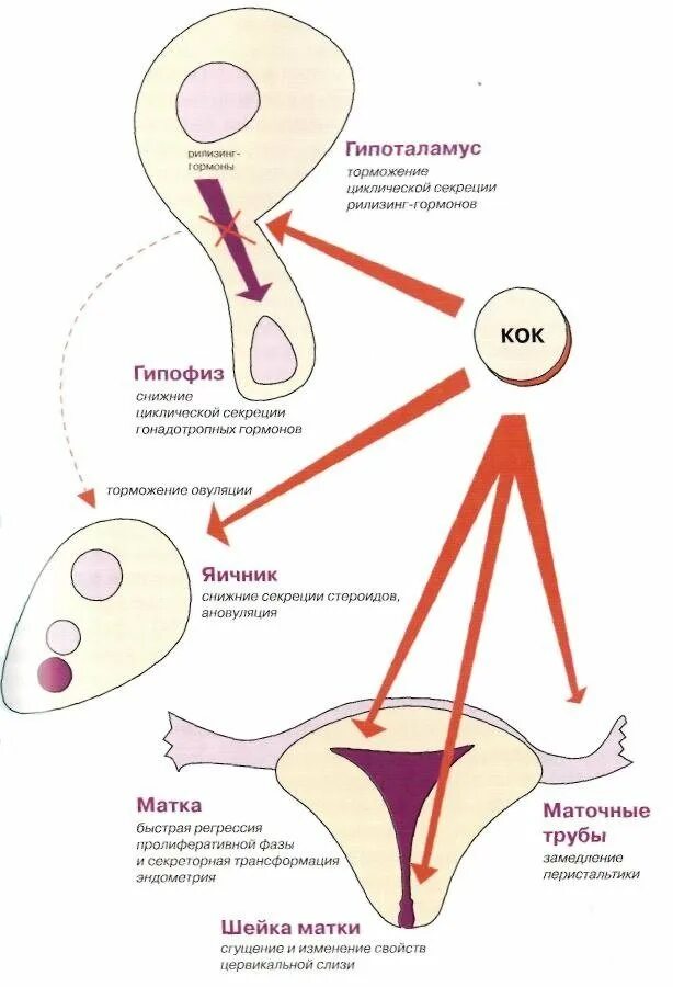 Овуляция после кок. Механизм действия контрацептивных гормональных препаратов. Комбинированные гормональные контрацептивы механизм действия. Основной механизм действия гормональных средств контрацепции. Кок контрацептивы механизм действия.