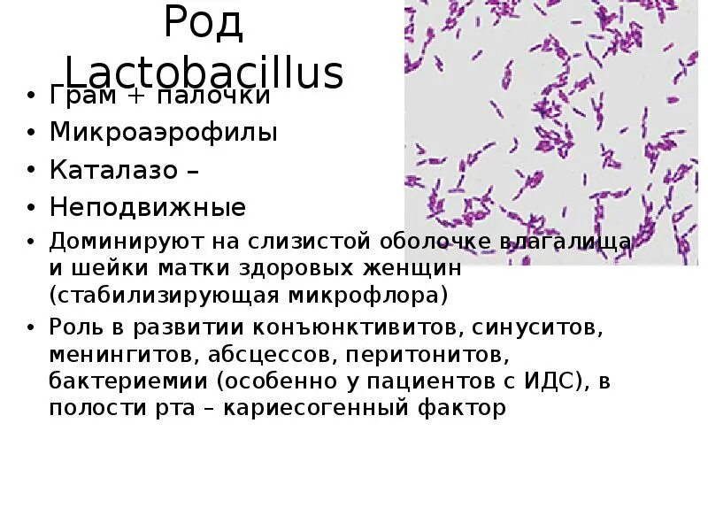 Peptostreptococcus. Бактероиды фузобактерии вейлонеллы морфология. Неклостридиальная анаэробная инфекция. Возбудители неклостридиальной анаэробной инфекции. Основные возбудители анаэробной инфекции.