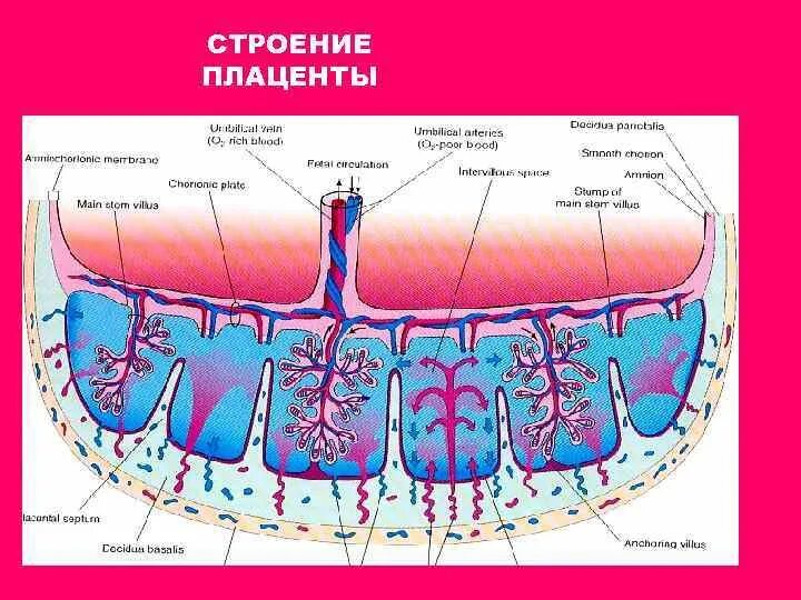 Что такое плацента и какова ее функция. Фетоплацентарная система. Строение, функции плаценты. Схема строения плацентарного барьера. Строение Котиледон плаценты.