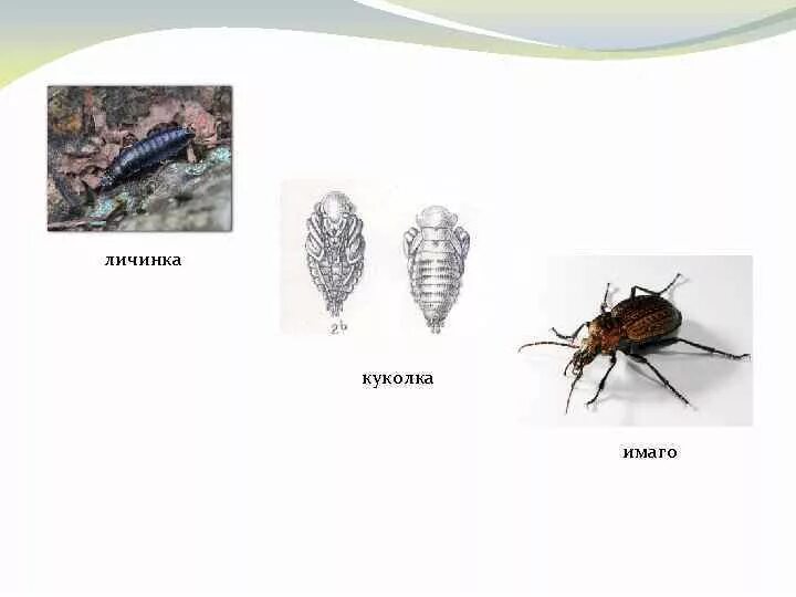 Какой тип развития характерен для жужелицы крымской. Яйцо личинка куколка Имаго. Превращение личинки в Имаго. Личинку жужелиц схема. Куколка Имаго.