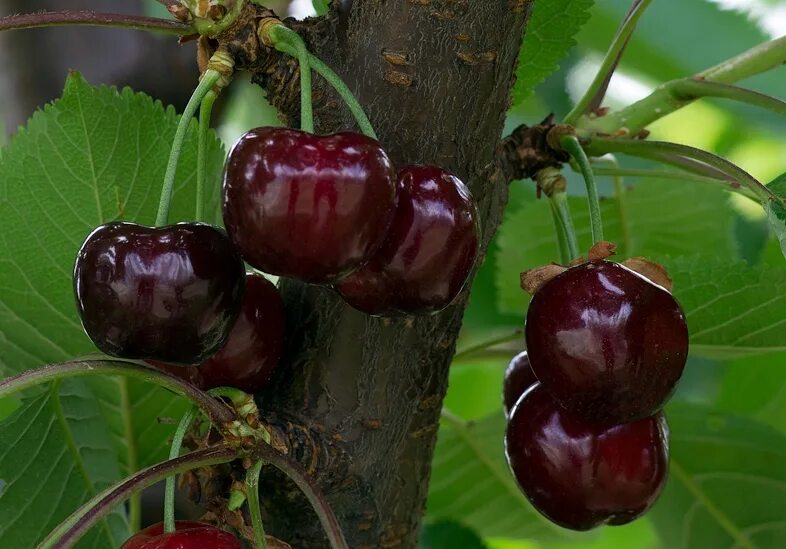 Черешня сорт гигант. Сорт черешни бигарро бурлат. черешня сорт бурлат. бигарро бурлат черешня дерево. черешня бигарро старкинг.